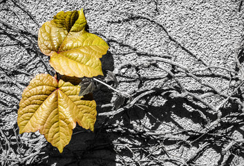 Leaves