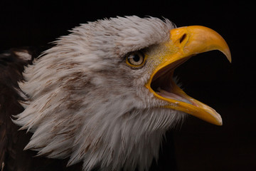 Der Weißkopfseeadler