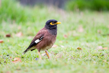 Acridotheres bird in close up