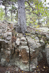 Tree And Rock