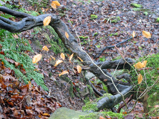 Dixies in December collection