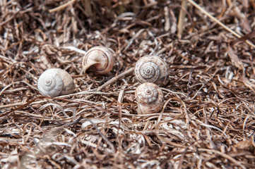 Shells of edible snails