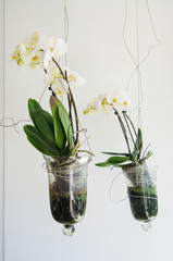 Floristic: white orchids in pendant glass flower pot