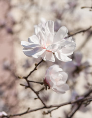 Quince tree flower blossom