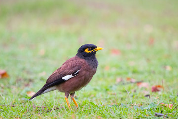 Acridotheres bird in close up