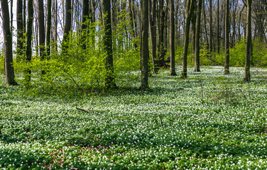 Fototapeta na wymiar Road in a spring forest with beautiful white flowers
