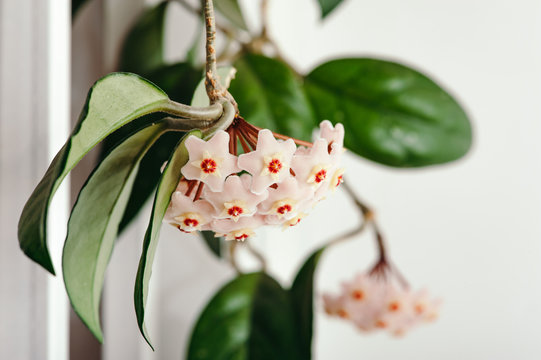 A bunch of delicate Hoya flowers on a white background close-up. Elegant flowers. Pure.