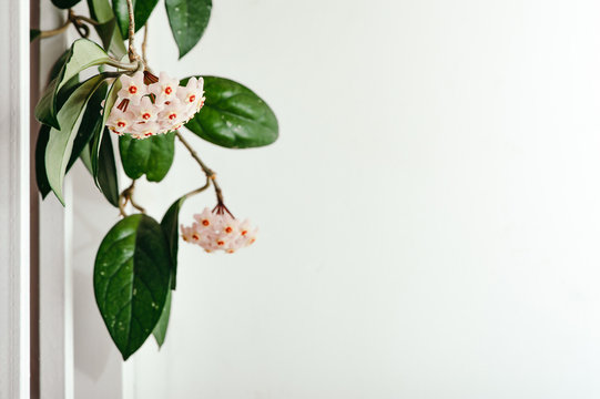 A bunch of delicate Hoya flowers on a white background. Pattern, Mock-up and free space. White texture.