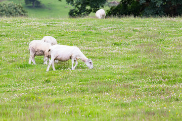 Obraz premium Sheeps in nature green meadow.