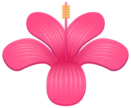 Gumamela Or Hibiscus Pink Flower Vector Icon