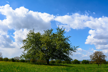 Baum vor schönem Himmel mit Wolken