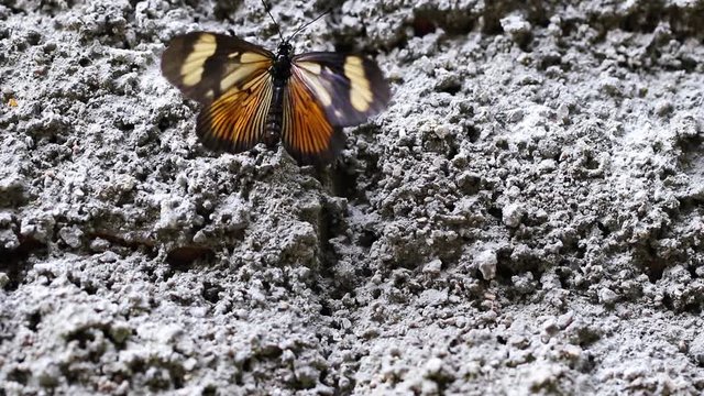 Borboleta subindo na parede.
