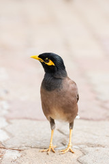 Acridotheres bird in close up