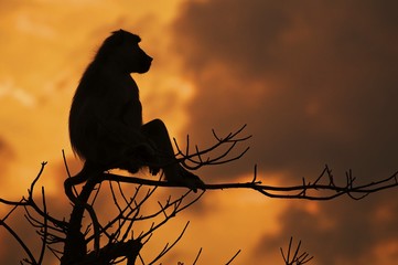 Yellow baboon sunset
