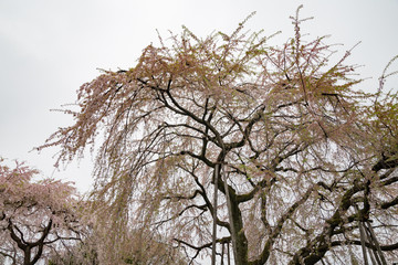 枝垂れ桜