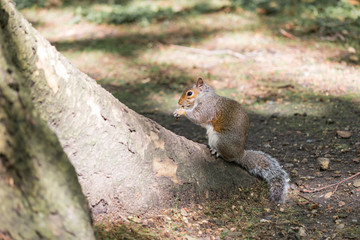Squirrel eating nut seed on the root of a tree.