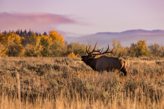 Fototapeta Bull Elk Bugling in the Rut