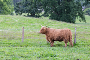 A black Highland Cattle playing in a farm.