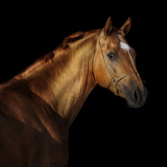Fototapeta na wymiar Portrait of red horse isolated on black background