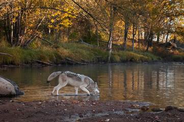 Grey Wolf (Canis lupus) Splashes in Water