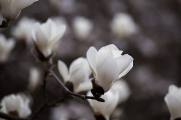 Floraison des fleurs de magnolia au printemps.