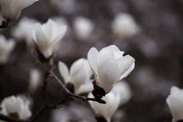 Crédence de cuisine en verre imprimé Magnolia Floraison des fleurs de magnolia au printemps.