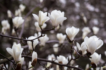 Blühen von Magnolienblüten im Frühling.