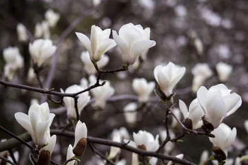 Fotobehang Bloemen Bloei van magnolia bloemen in de lente.