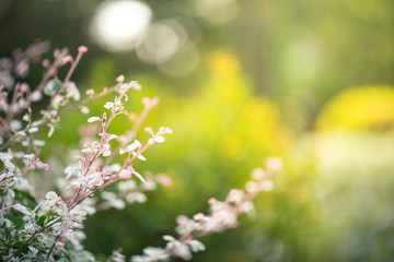 flower with green blur background