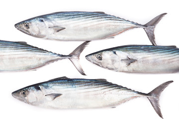 Rows of fresh pelamida on white background