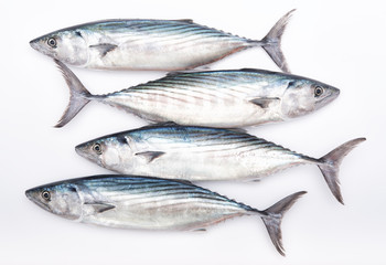 Four raw fresh pelamida on white background