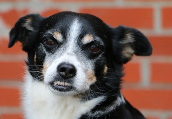 kleines hundeportrait mit Unterbiss vor einer Backsteinmauer