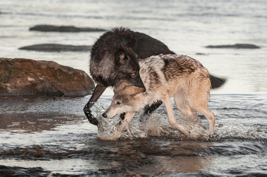 Fototapeta Black Phase Grey Wolf (Canis lupus) Grabs Other By Scruff