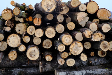 Saw cut logs