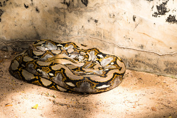Reticulated python