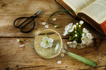 Botany, cherry blossom, scissors, magnifying glass and a book on the determination of plants on a rustic vintage wooden table, science concept
