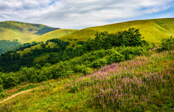 meadow with purple flowers in Carpathian mountains in summer