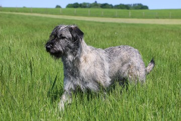 Riesenschnauzer auf einer Wiese