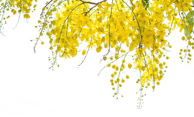 cassia yellow flowers no white background