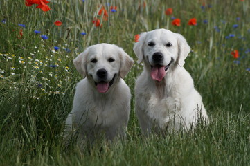 Golden Retriever im Kornfeld