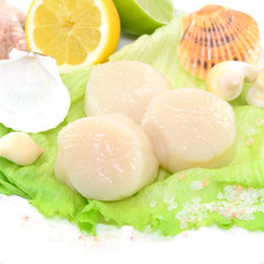 Muschel Jakobsmuschel