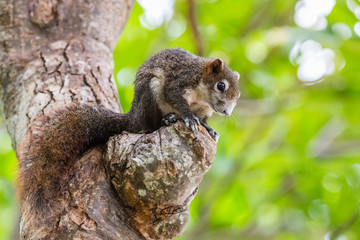 Brown squirrel on the tree inside the park
