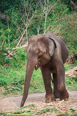 Obraz premium Asia elephants in Chiangmai,Thailand