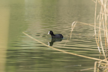 Canards et foulques - Lac Saint André - Savoie.