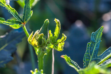  flower of Roselle eating pods