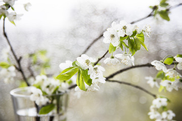 Vase with spring flowering branches against a white bokeh against drops on glass