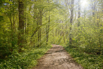 Waldweg im Frühjahr mit Sonnenstrahlen