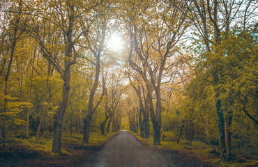 Obraz premium Wald, Allee am Abend