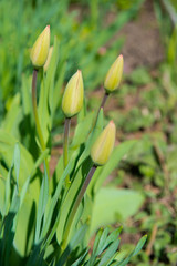 Fototapeta premium Tulips in bud. Young plants, unopened flowers in the bud. Gardening in the spring 