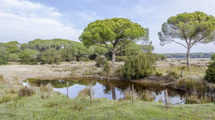 National park of doñana in huelva
